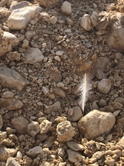 Erodium crassifolium