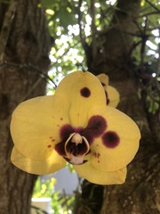 Phalaenopsis