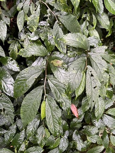 Elatostema reticulatum, photograph 6