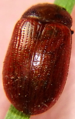Gonioctena