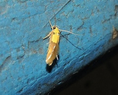 Stathmopoda auriferella