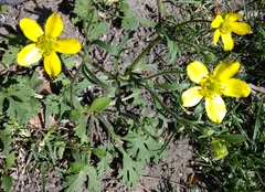 Ranunculus oxyspermus