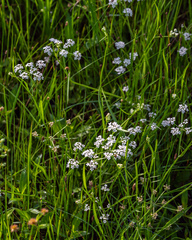 Limnosciadium pumilum