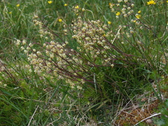 Anticlea sibirica