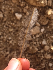 Erodium crassifolium