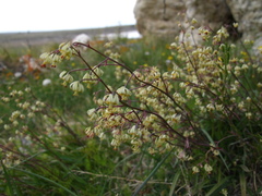 Anticlea sibirica