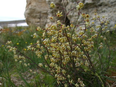 Anticlea sibirica