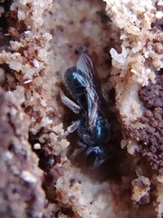 Lasioglossum coeruleum