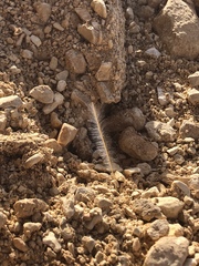 Erodium crassifolium