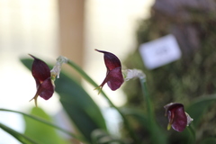 Masdevallia whiteana