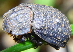 Trox sabulosus