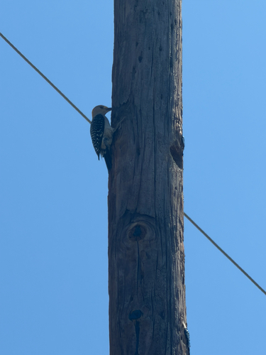 Golden-fronted Woodpecker