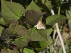 Heliomata glarearia