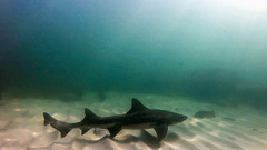 Triakis megalopterus