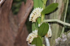 Campylocentrum robustum