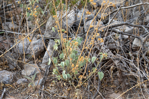 Yellow Indian Mallow