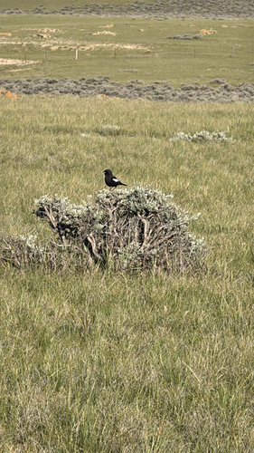 Lark Bunting