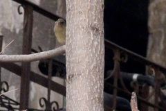 Chloris chloris
