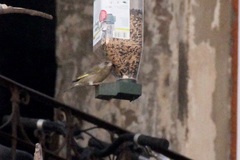 Chloris chloris