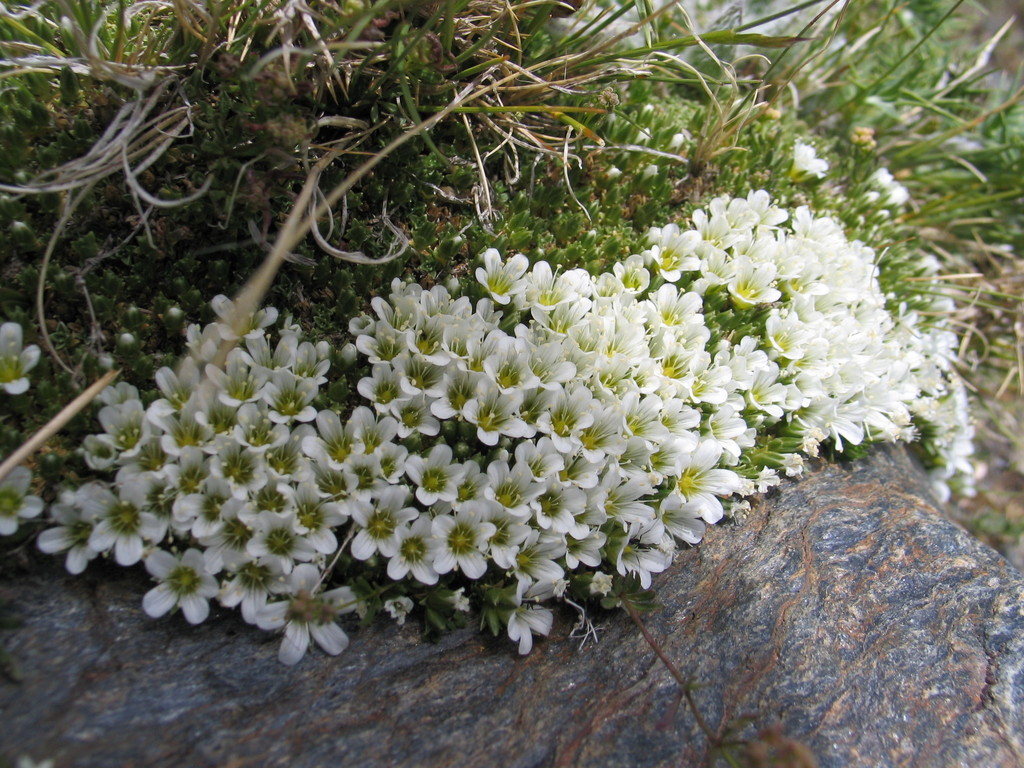 Arenaria tetraquetra
