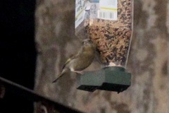Chloris chloris