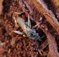 Lasioglossum coeruleum