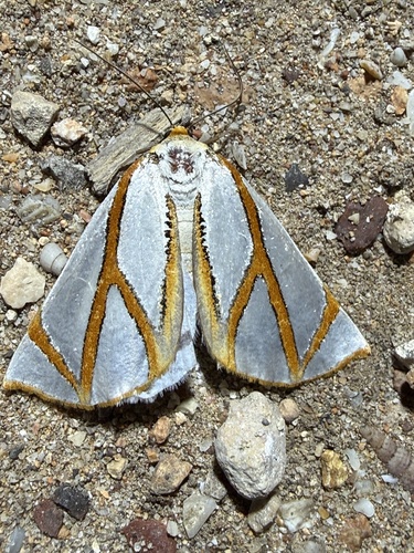 Angled Satin Moth