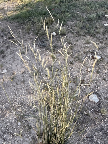 Sixweeks Grama