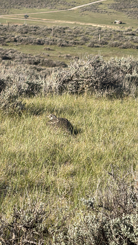 Greater Sage-Grouse