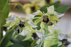 Dendrobium atroviolaceum