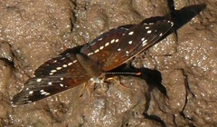 Anthanassa texana