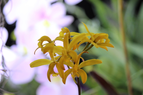 Blumenscheinii Cattleya