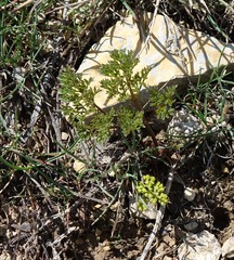 Lomatium dissectum