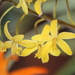Cattleya crispata - Photo (c) Steven Kurniawidjaja, some rights reserved (CC BY-NC), uploaded by Steven Kurniawidjaja