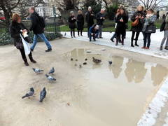 Columba livia domestica