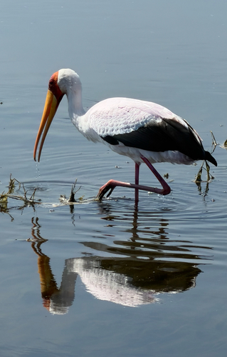 iNaturalist image