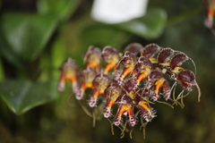 Masdevallia ferrusii
