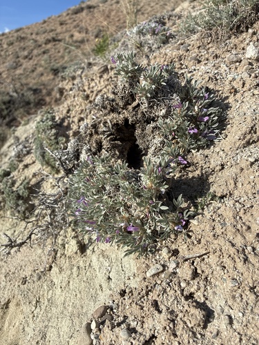Astragalus gilviflorus purpureus