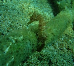 Hippocampus guttulatus