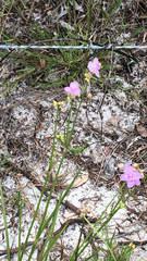 Callisia ornata