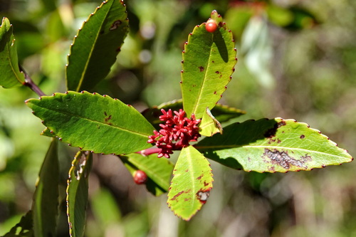 Ascarina rubricaulis observed 2026-05-14