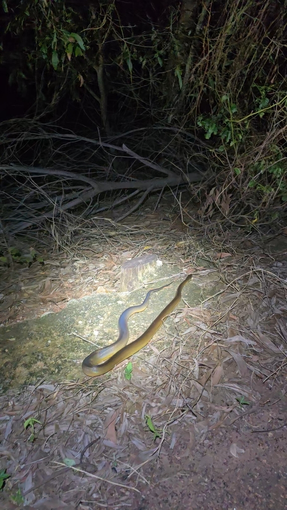 Water Python in December 2025 by amelielague · iNaturalist