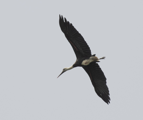 African Woolly-necked Stork