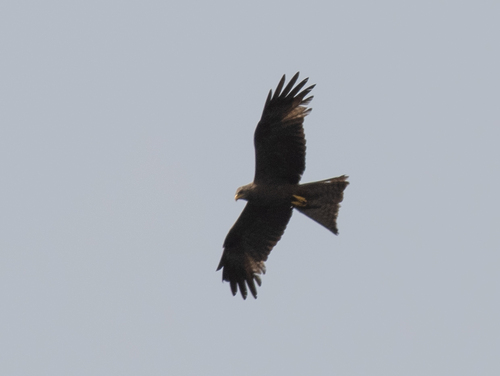 Black Kite