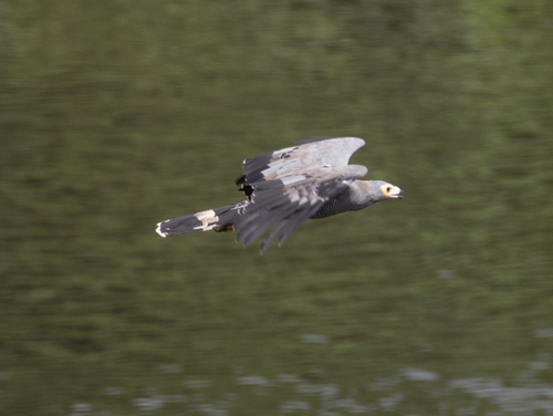 African Harrier-Hawk