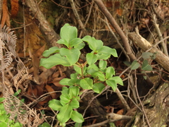 Coprosma hirtella