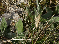 Heliomata glarearia