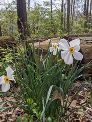 Narcissus poeticus