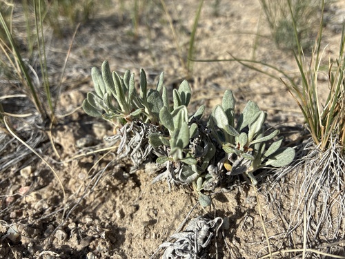 Shortstem Buckwheat