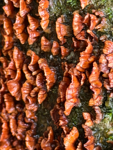 Crowded Parchment